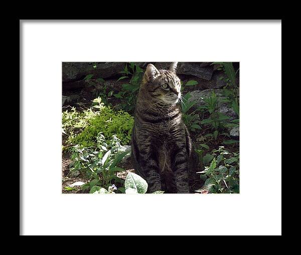 Cat Framed Print featuring the photograph Trance by Kim Galluzzo