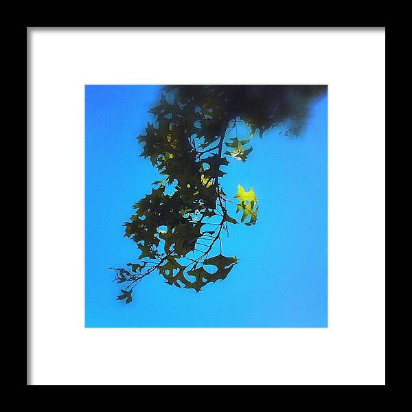 Tree Framed Print featuring the photograph #tree #branch #sky #up #iphone4 #minimal by Brian Adams