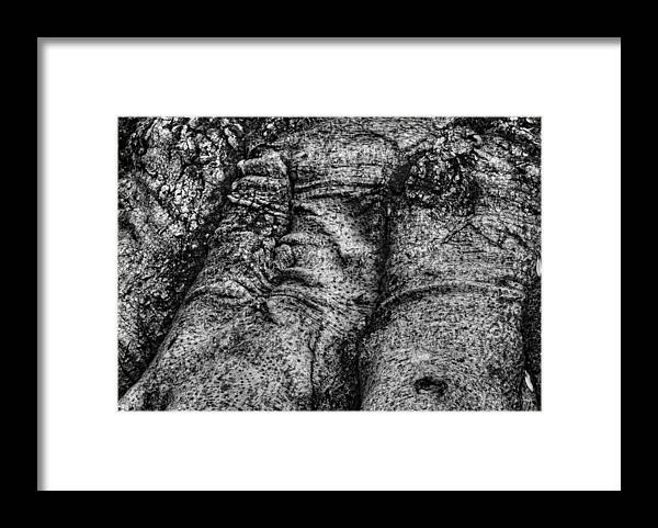 B & W Framed Print featuring the photograph Tree Face by Dennis Dame