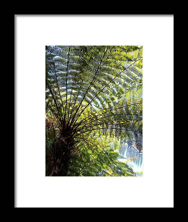New Zealand Framed Print featuring the photograph Tree Fern by Peter Mooyman