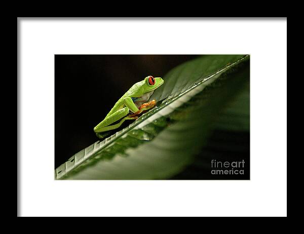 Frog Framed Print featuring the photograph Tree Frog 2 by Bob Christopher