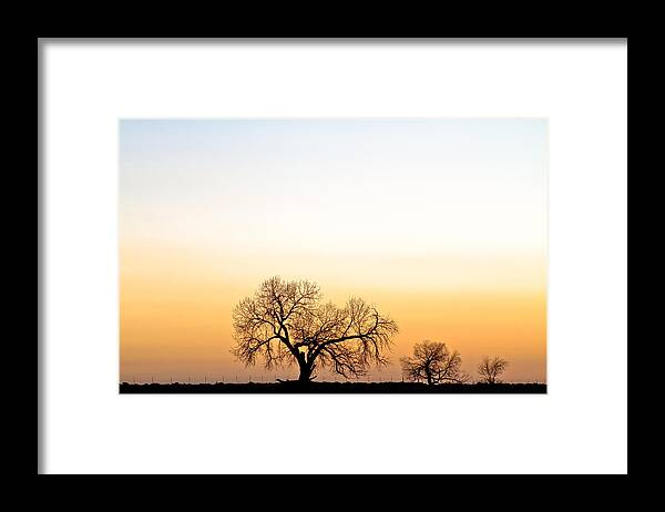 'boulder County' Framed Print featuring the photograph Tree Harmony by James BO Insogna