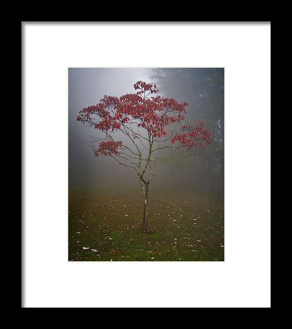 Tree Framed Print featuring the photograph Tree in Fog by Rick Hartigan