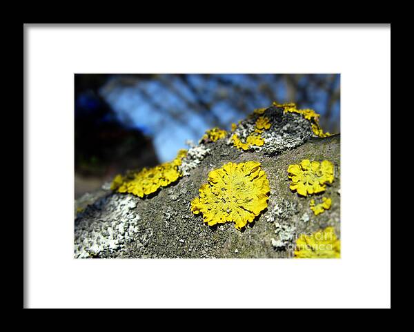 Tree Lichen Framed Print featuring the photograph Tree lichen by Ausra Huntington nee Paulauskaite