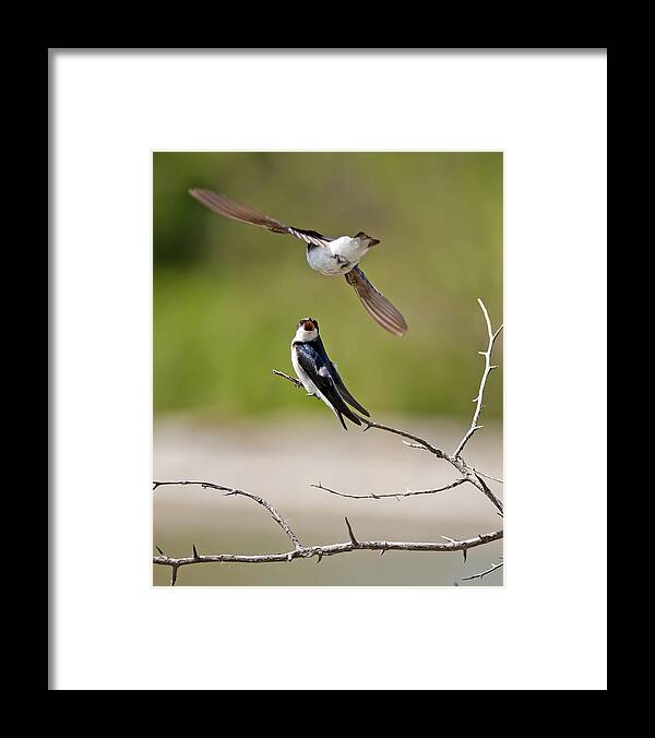 Tree Swallows Framed Print featuring the photograph Tree Swallows by Terry Dadswell