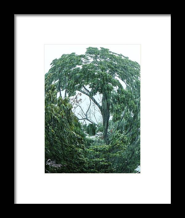 Landscape Framed Print featuring the photograph Tree Swirl Downpour by Glenn Feron