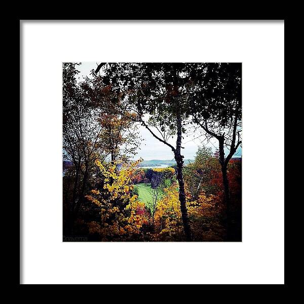 Teamrebel Framed Print featuring the photograph Tree Tops by Natasha Marco