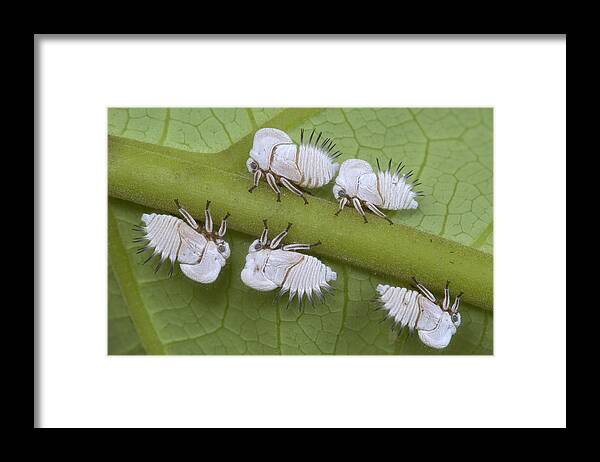 00298161 Framed Print featuring the photograph Treehopper Nymphs Costa Rica by Piotr Naskrecki