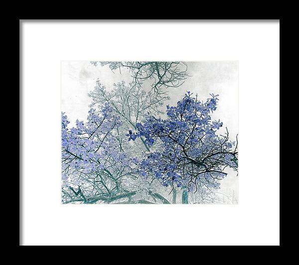 Tree Framed Print featuring the photograph Trees Above by Rebecca Margraf