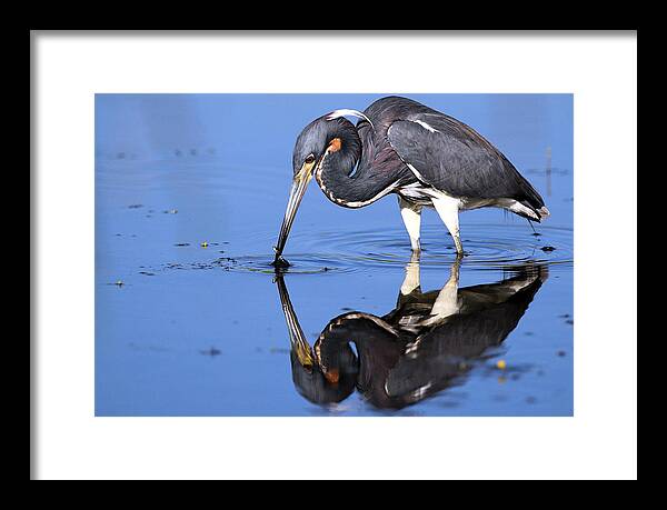 Tri Framed Print featuring the photograph Tri Heron feeding by Rick Mann
