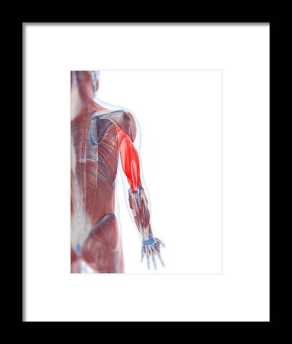 Vertical Framed Print featuring the digital art Triceps Muscle, Artwork by Sciepro