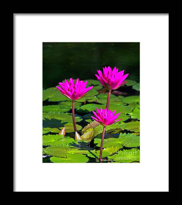 Fine Art Photo Framed Print featuring the photograph Trio in Red by Ken Frischkorn