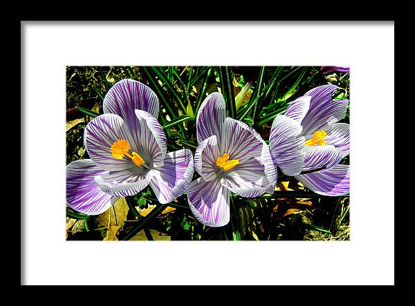 Purple Framed Print featuring the photograph Triplets In Stripes by Kim Galluzzo Wozniak