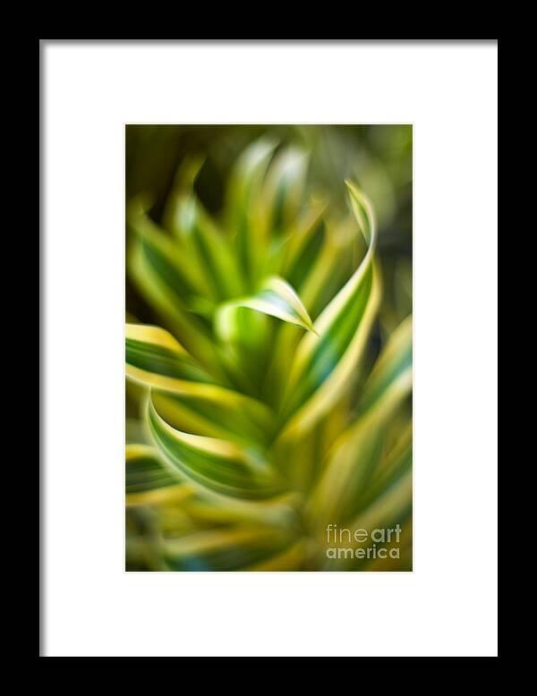 Tropical Plant Framed Print featuring the photograph Tropical Swirl by Mike Reid