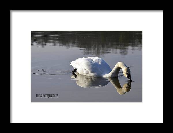 Trumpeter Swan Framed Print featuring the photograph Trumpeter Swan by Brian Stevens