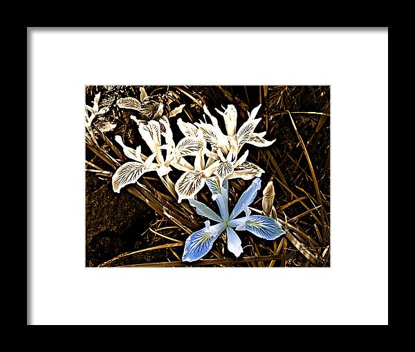 Flag Iris Framed Print featuring the photograph Trying to Stand Out by Nick Kloepping