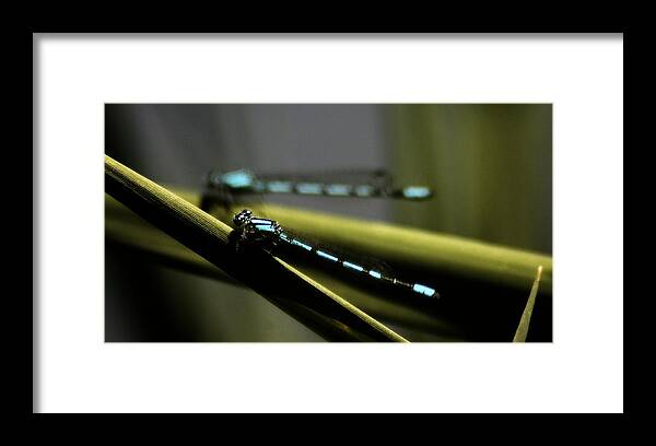 Hovind Framed Print featuring the photograph Tule Bluet 1 by Scott Hovind
