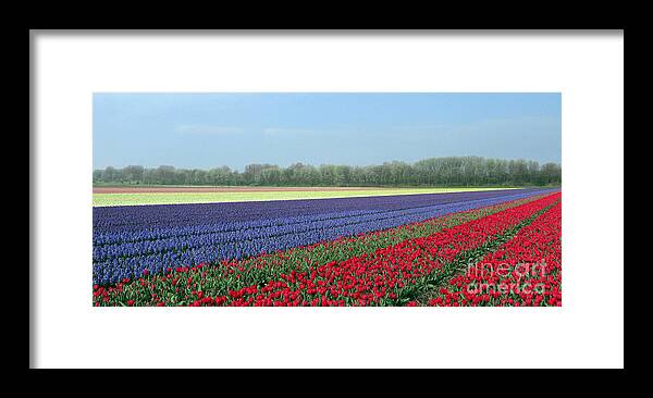 Tulip Fields Framed Print featuring the photograph Tulip and Hyacinth Fields in Holland. Panorama by Ausra Huntington nee Paulauskaite