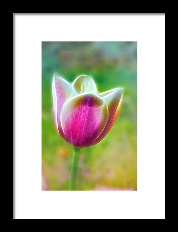 Tulip Framed Print featuring the photograph Tulip Exaltation by Bill and Linda Tiepelman