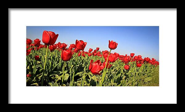 Flowers Framed Print featuring the photograph Tulip Field by Steve McKinzie