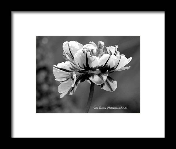Black And White Framed Print featuring the photograph Tulip in black and white by Jale Fancey