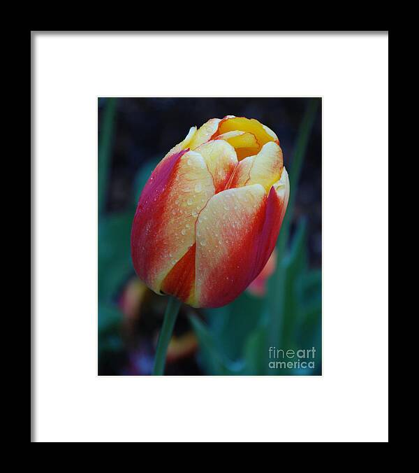 Tulip Framed Print featuring the photograph Tulip in Rain by Grace Grogan