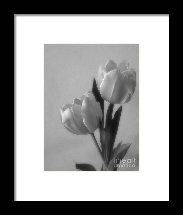 Artoffoxvox Framed Print featuring the photograph Tulip Soft Focus Photograph by Kristen Fox