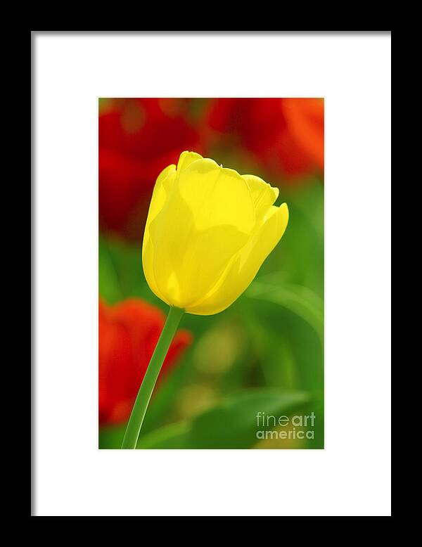 Tulip Framed Print featuring the photograph Tulipan Amarillo by Francisco Pulido
