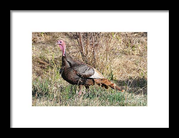Turkey Framed Print featuring the photograph Turkey in the Straw by Dorrene BrownButterfield