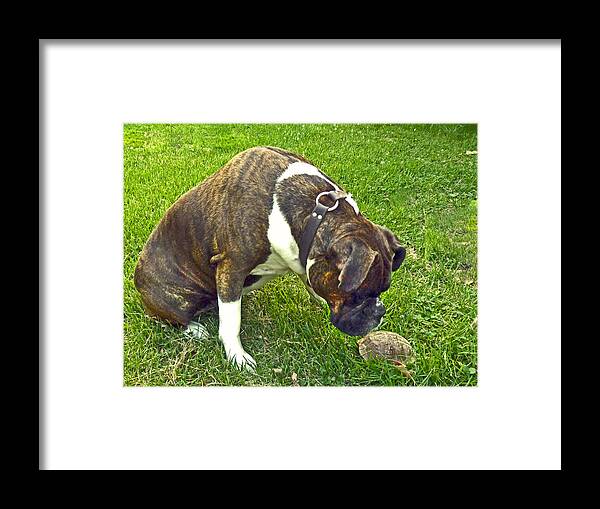 Dog Framed Print featuring the photograph Turtle Love by William Fields