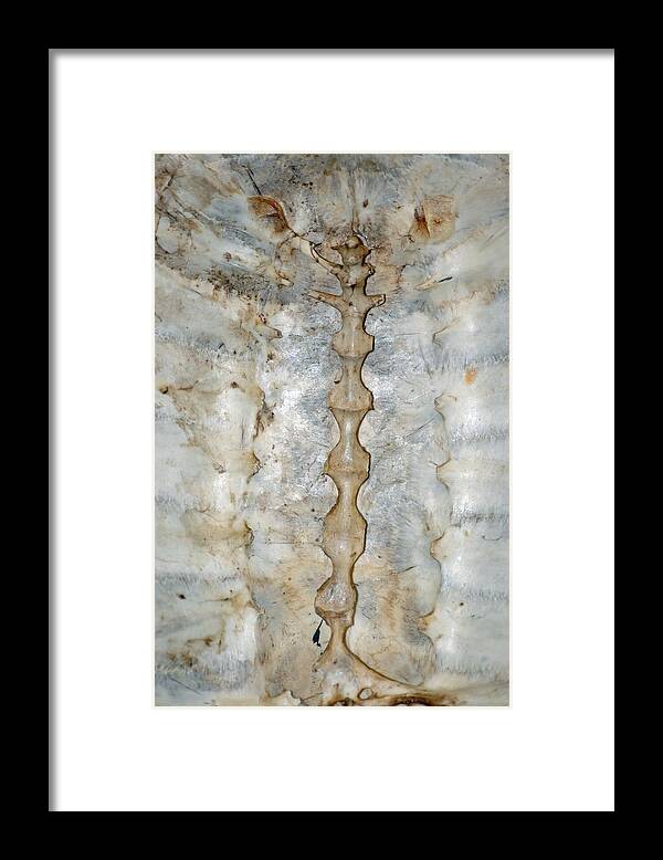 Usa Framed Print featuring the photograph Turtle Spine by LeeAnn McLaneGoetz McLaneGoetzStudioLLCcom
