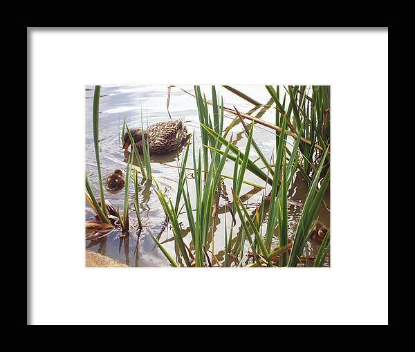Lake Framed Print featuring the photograph Twenty minutes after pretending a part of the rock which I am sitting on by Hiroko Sakai