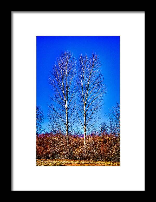 Denver Framed Print featuring the photograph Twin Trees at South Platte Park by David Patterson