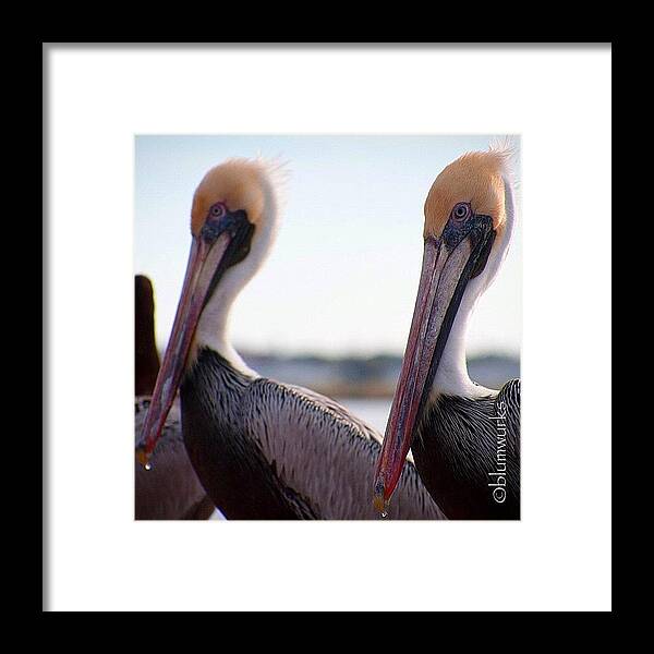 Blumwurks Framed Print featuring the photograph Twins by Matthew Blum