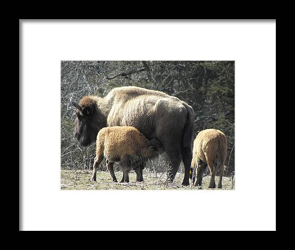Buffalo Framed Print featuring the photograph Twins XOXO by Kim Galluzzo
