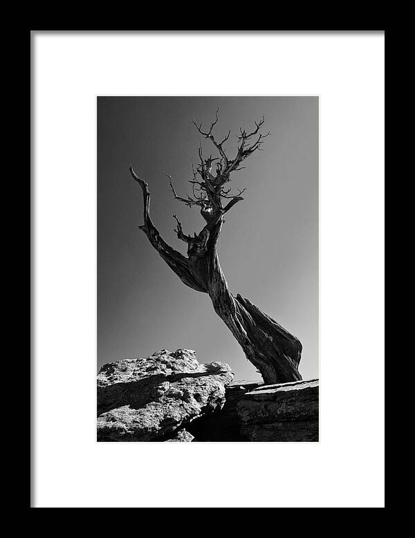 Colorado Framed Print featuring the photograph Twisted Juniper by Don Metz