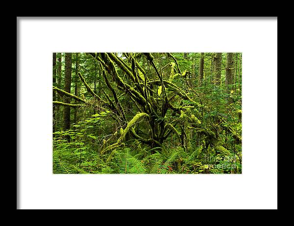 Silver Falls Framed Print featuring the photograph Twisted Rain Forest by Adam Jewell