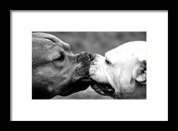 Dog Framed Print featuring the photograph Two dogs kissing by Sumit Mehndiratta