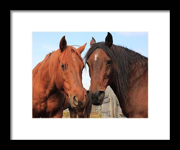 Horse Framed Print featuring the photograph Two Horses by Jim Sauchyn