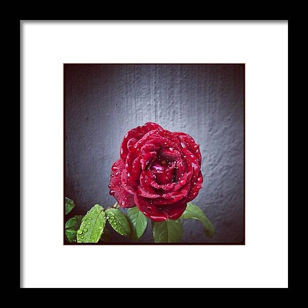  Framed Print featuring the photograph Un Regalo Floral by Jose Zamora