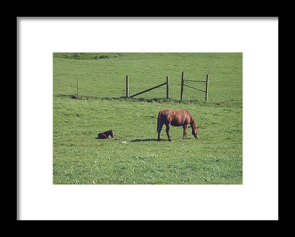 Horse Framed Print featuring the photograph Uncle Jim's ranch by Cynthia Marcopulos
