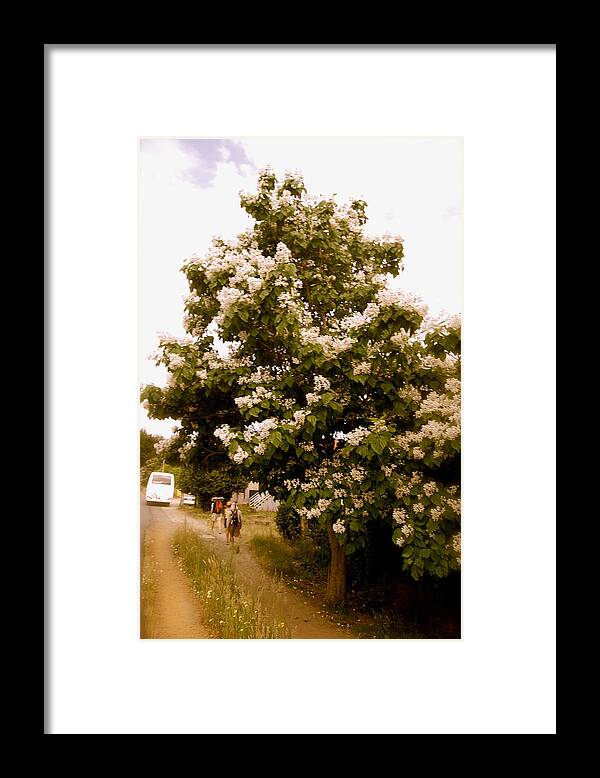 Tree Framed Print featuring the photograph Under the magnolia tree by HweeYen Ong