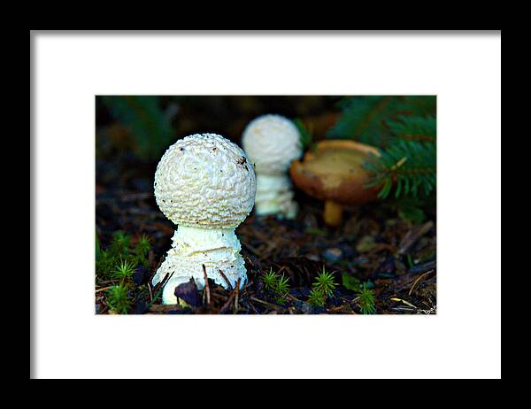 Mushroom Framed Print featuring the photograph Under The Pine by Bruce Carpenter