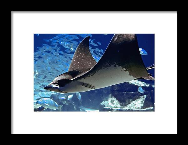 Spotted Eagle Ray Framed Print featuring the photograph Underwater Flight by DigiArt Diaries by Vicky B Fuller
