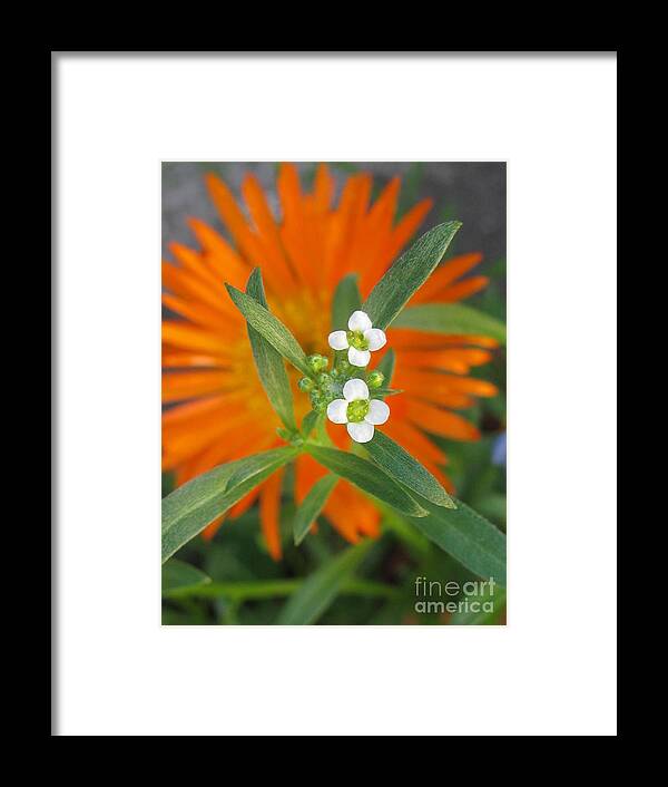 Flower Framed Print featuring the photograph Unswerving by Holy Hands