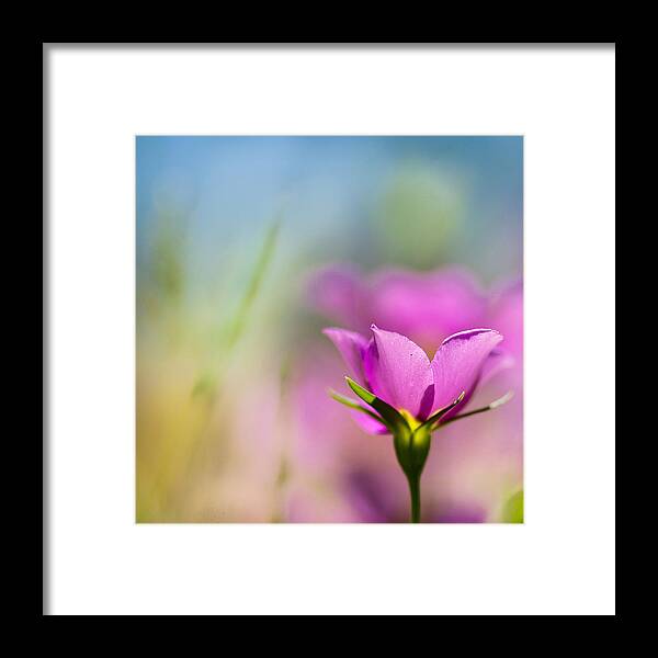 Floral Framed Print featuring the pyrography Untitled Colors by Joel Olives