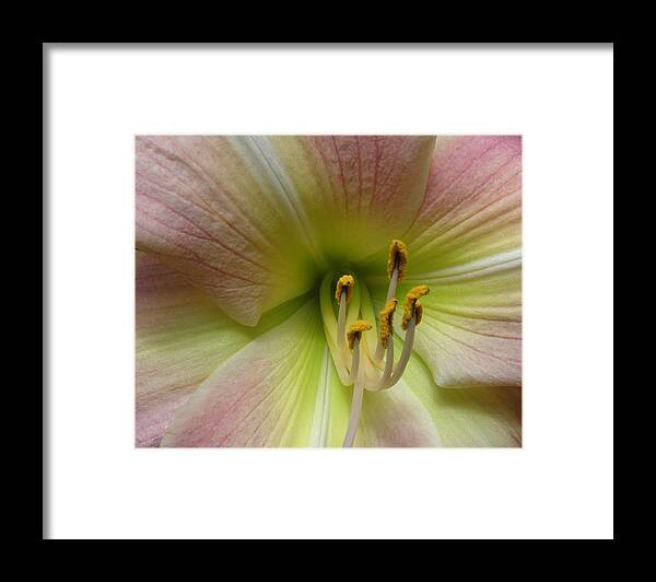 Lily Framed Print featuring the photograph Up Close And Personal Beauty by Kim Galluzzo Wozniak