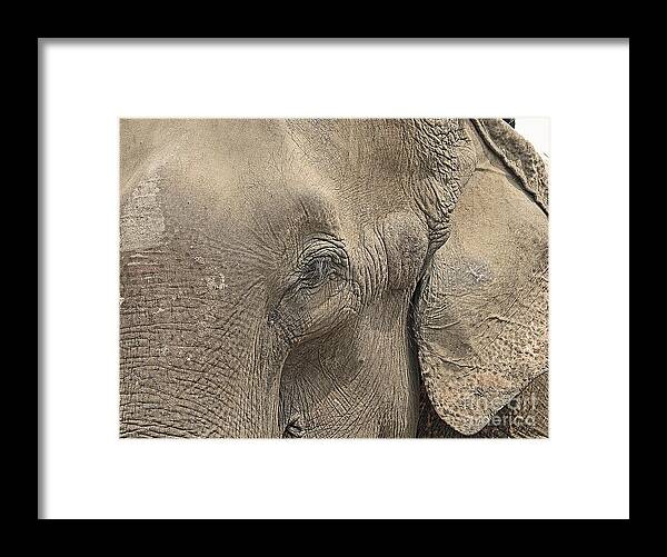 Elephant Framed Print featuring the photograph Up Close and Personal by Louise Peardon