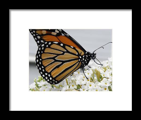 Monarch Framed Print featuring the photograph Up Close And Personal by Kim Galluzzo Wozniak