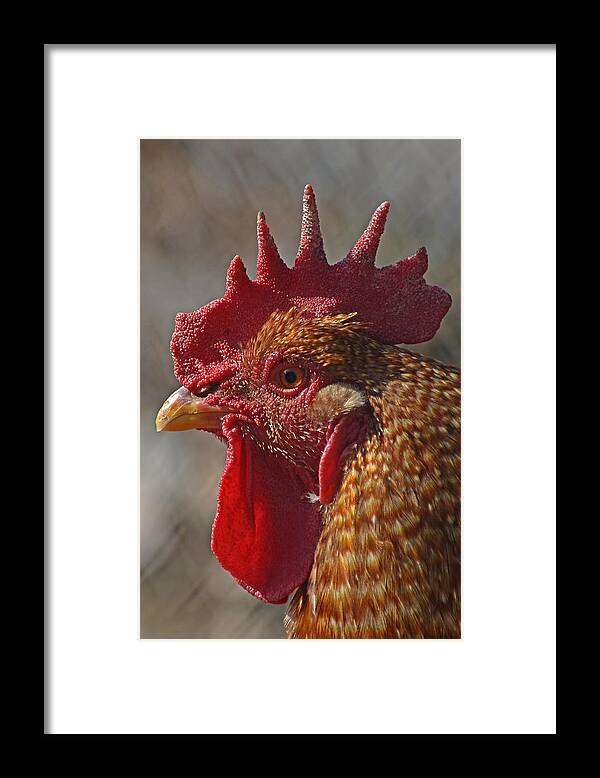 Landscape Framed Print featuring the photograph Urban Rooster by Lisa Phillips